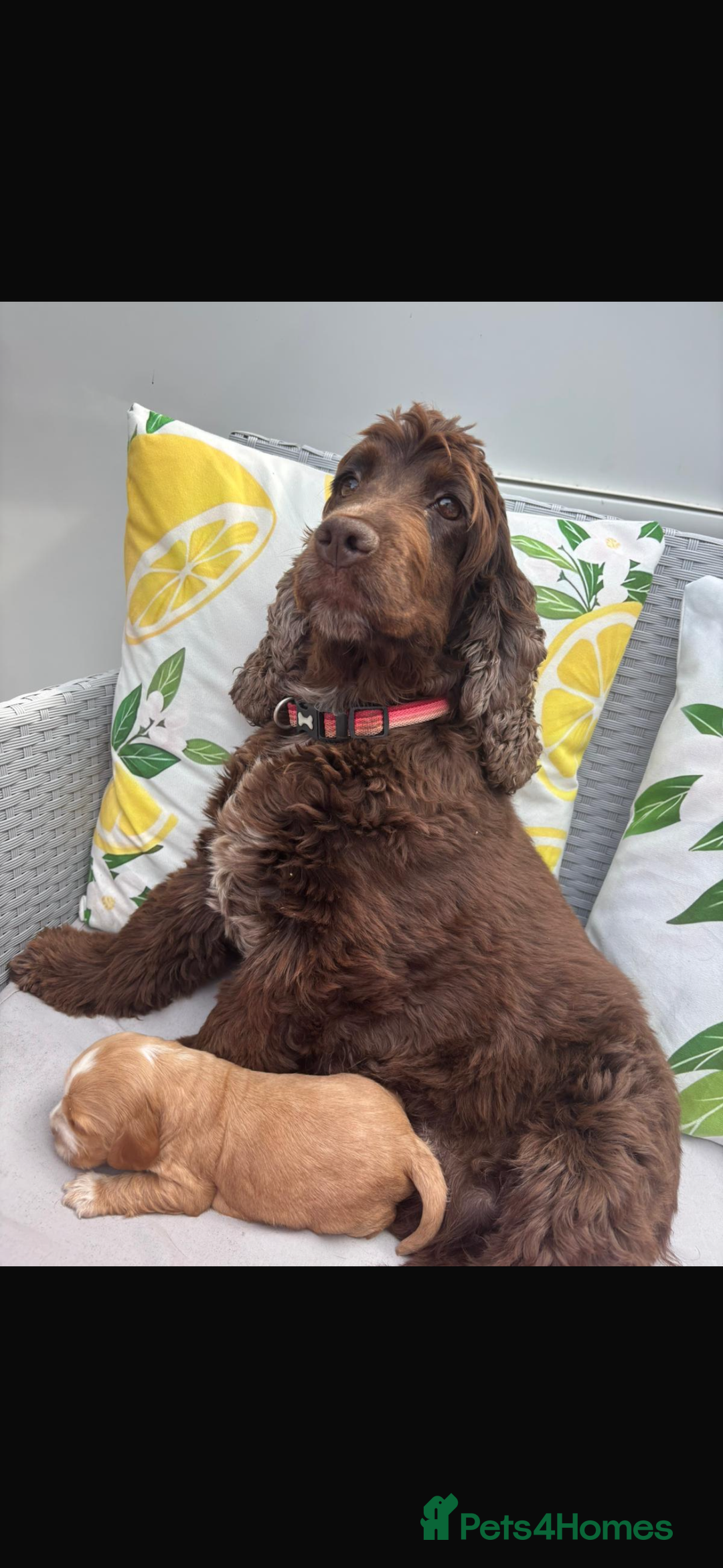 Cocker Spaniel dogs for sale: ⭐️ 5 star litter ⭐️ - Image 6