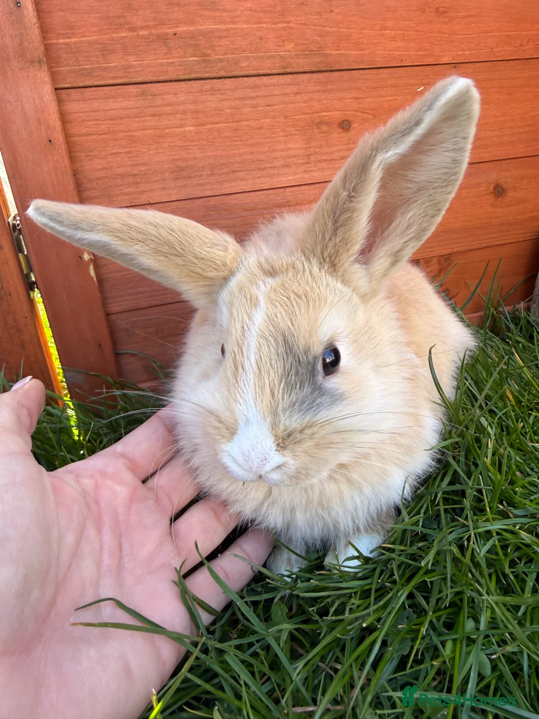 Mixed Breed rabbits for sale: Lion lop 8 week old rabbits for sale  - Advert 15
