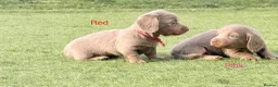 Miniature Dachshund dogs for sale: Beautiful miniature babies  - Advert 29