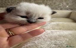 Ragdoll cats for sale: 🏆 gccf ragdoll grand champion kittens 🏆 - Image 29