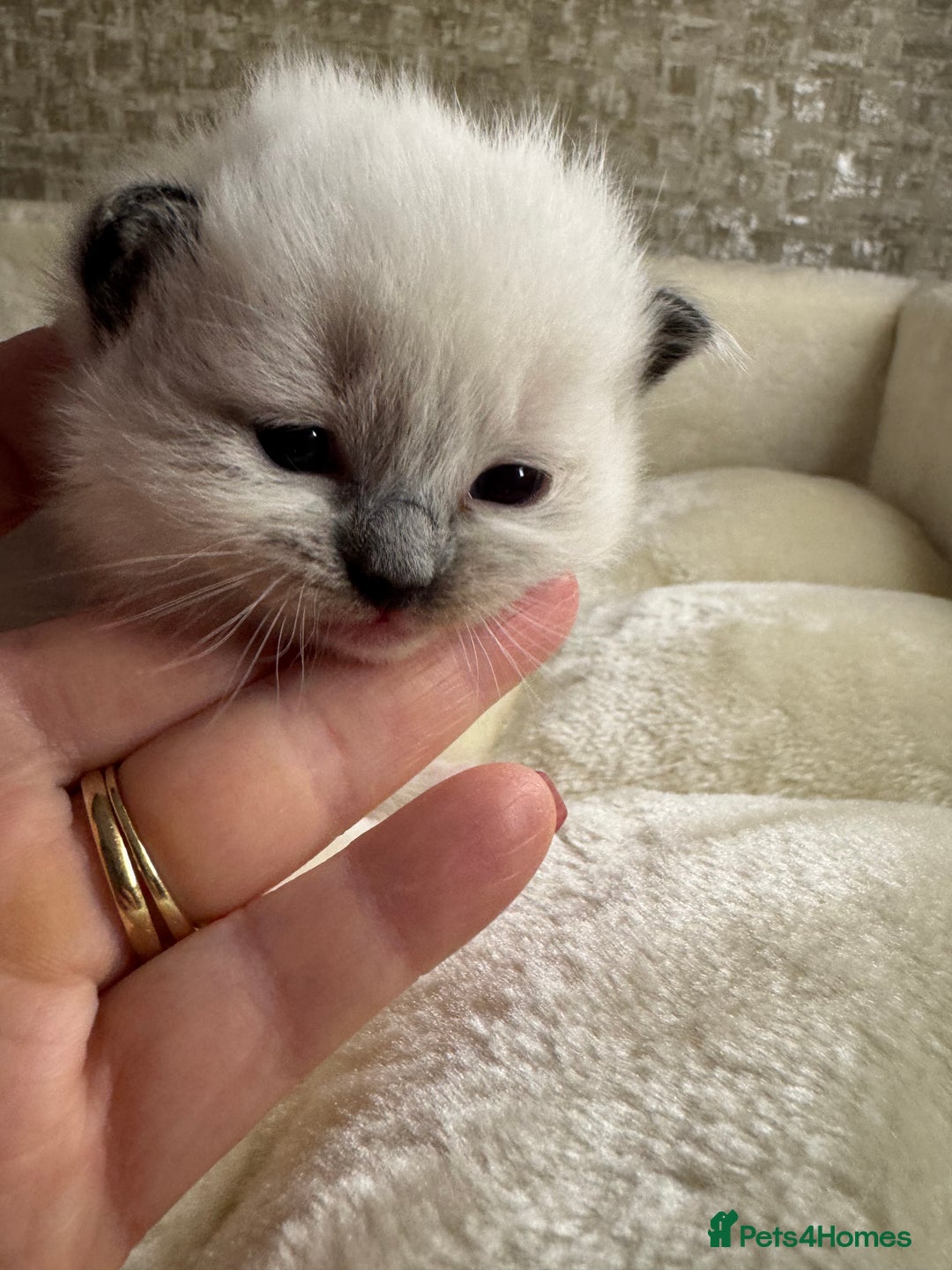 Ragdoll cats for sale: 🏆 gccf ragdoll grand champion kittens 🏆 - Image 29