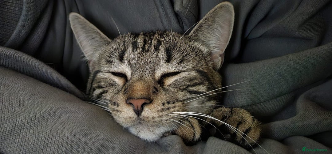 Mixed Breed cats for sale: 3 year male  - Image 3