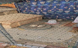 Quail poultry for sale: Two male quails, delivered free to a good home. - Image 2