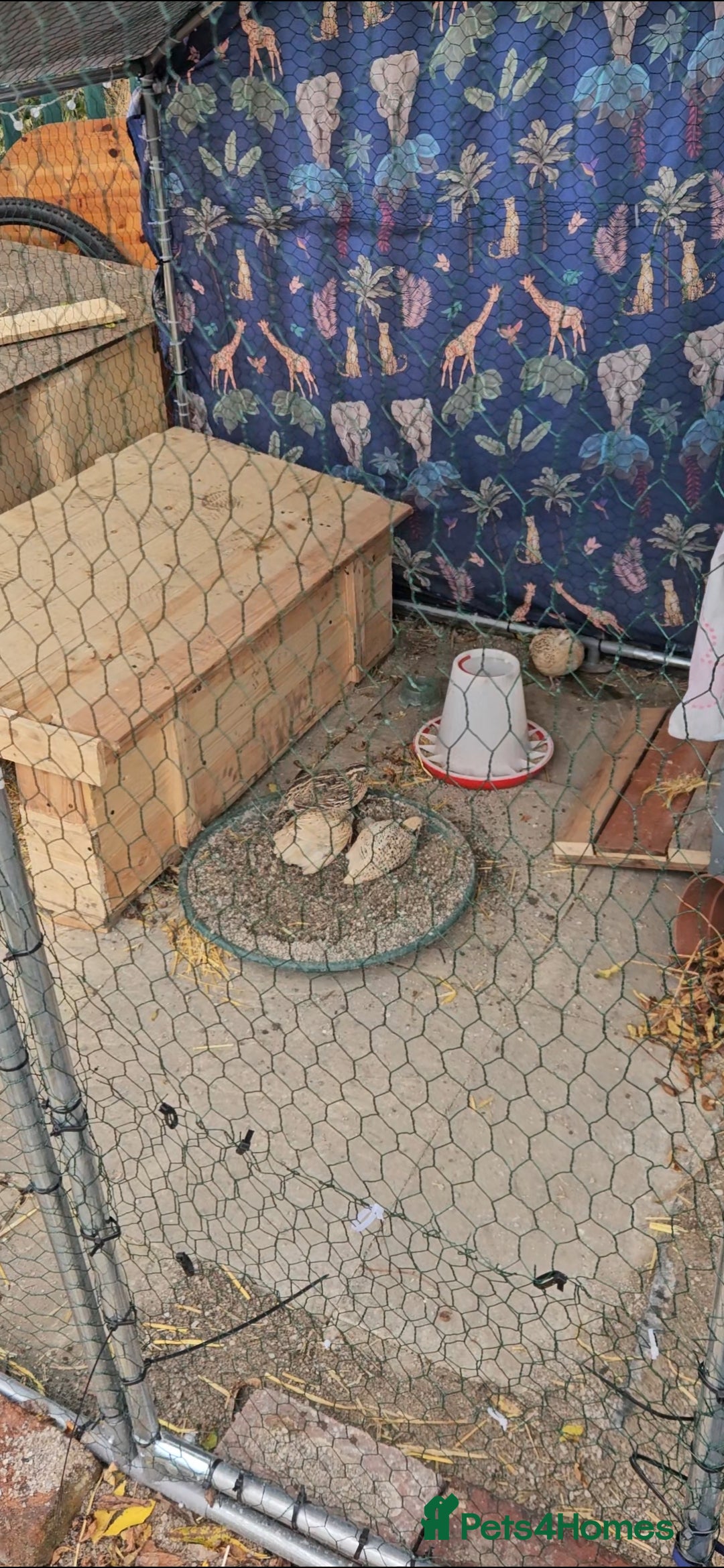 Quail poultry for sale: Two male quails, delivered free to a good home. - Image 2