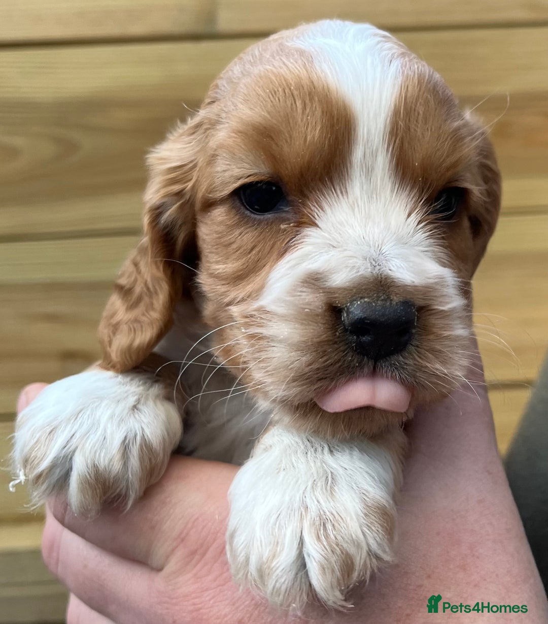 Cocker Spaniel dogs for sale: Stunning Health Tested WCS Pups - Advert 1