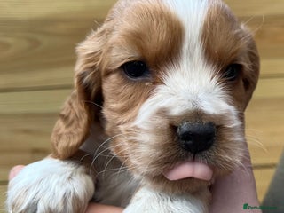 Cocker Spaniel dogs Stunning Health Tested WCS Pups - Advert 1