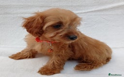 Cavapoo dogs for sale: Cavapoo puppies  - Image 6