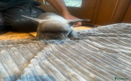 French Bulldog dogs for sale: French bull dog puppies  - Image 16