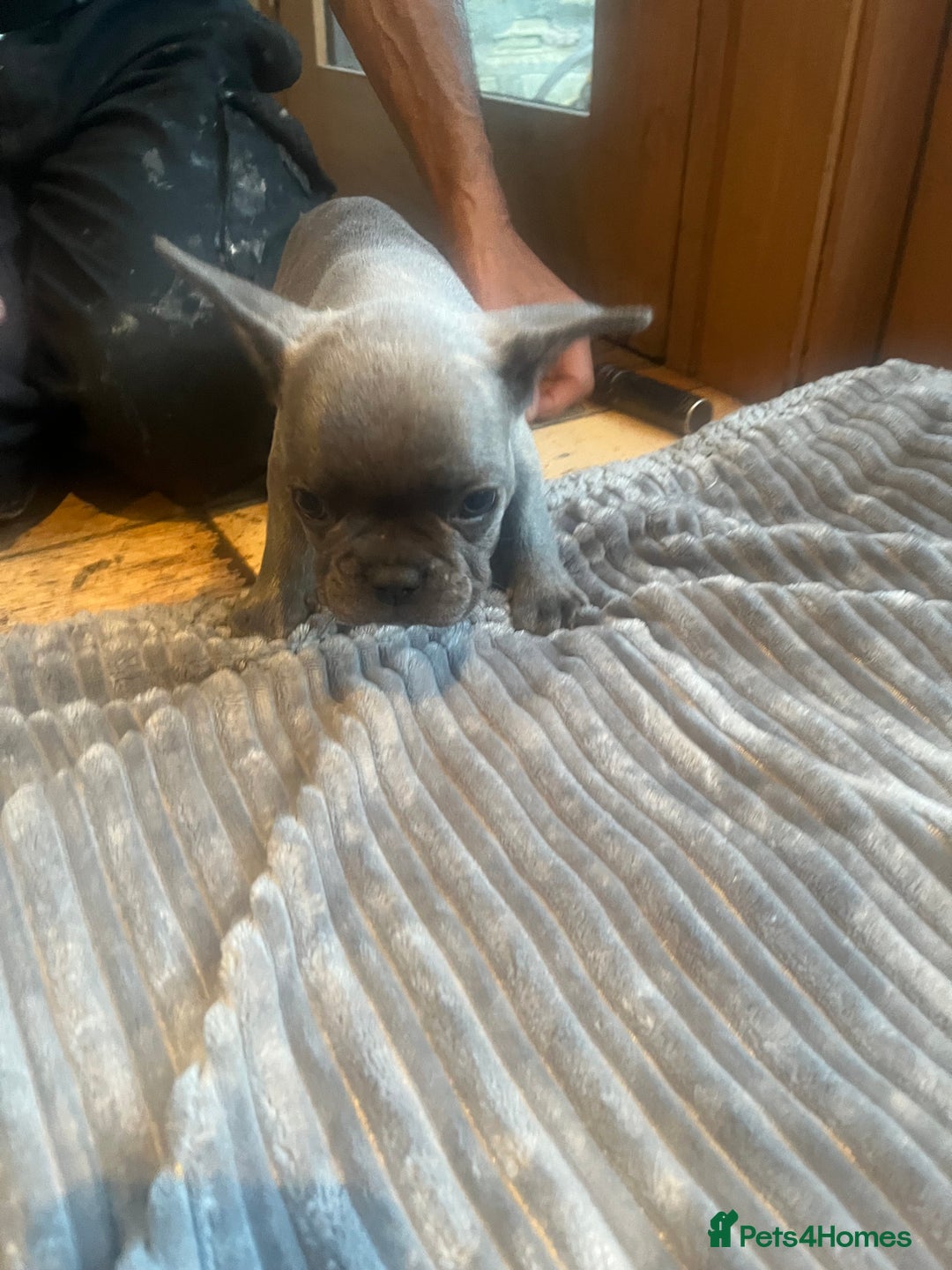 French Bulldog dogs for sale: French bull dog puppies  - Image 16