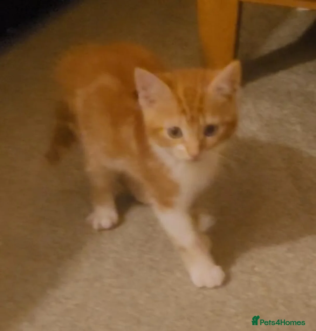Bengal cats for sale: Tuxedo male kitten for sale  - Advert 2