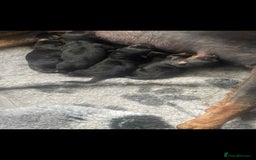 Rottweiler dogs for sale: Rottweiler puppies - Image 6
