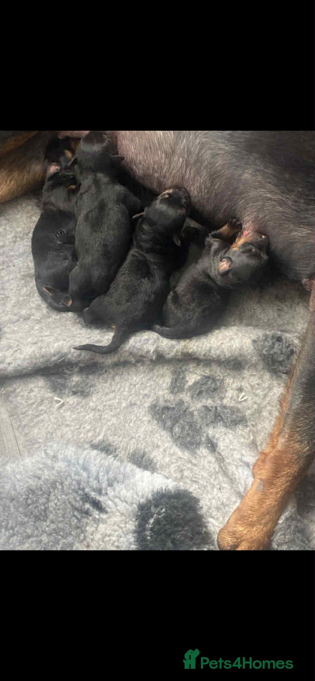 Rottweiler dogs for sale: Rottweiler puppies - Image 6