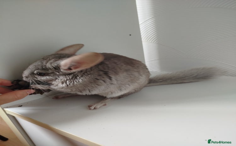 Chinchilla rodents - Advert 15