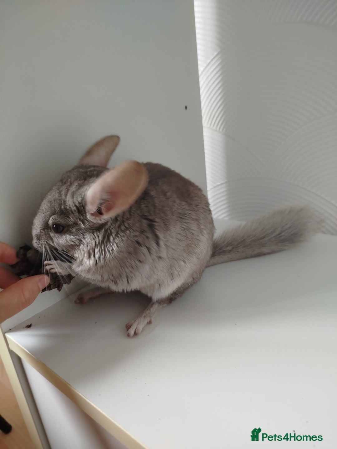Chinchilla rodents for sale: Cuddly male chinchilla for sale - Image 1