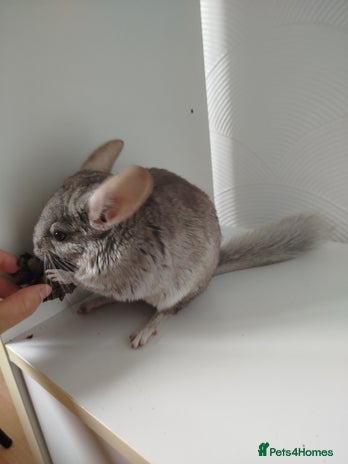 Chinchilla rodents - Advert 4