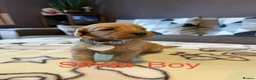 Labradoodle dogs for sale: Labradoodle Fox Red ♥️ - Advert 8
