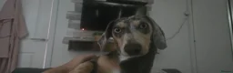 Dachshund dogs for stud: Sausage for stud! - Advert 5