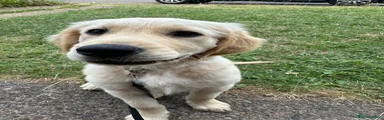 Golden Retriever 1