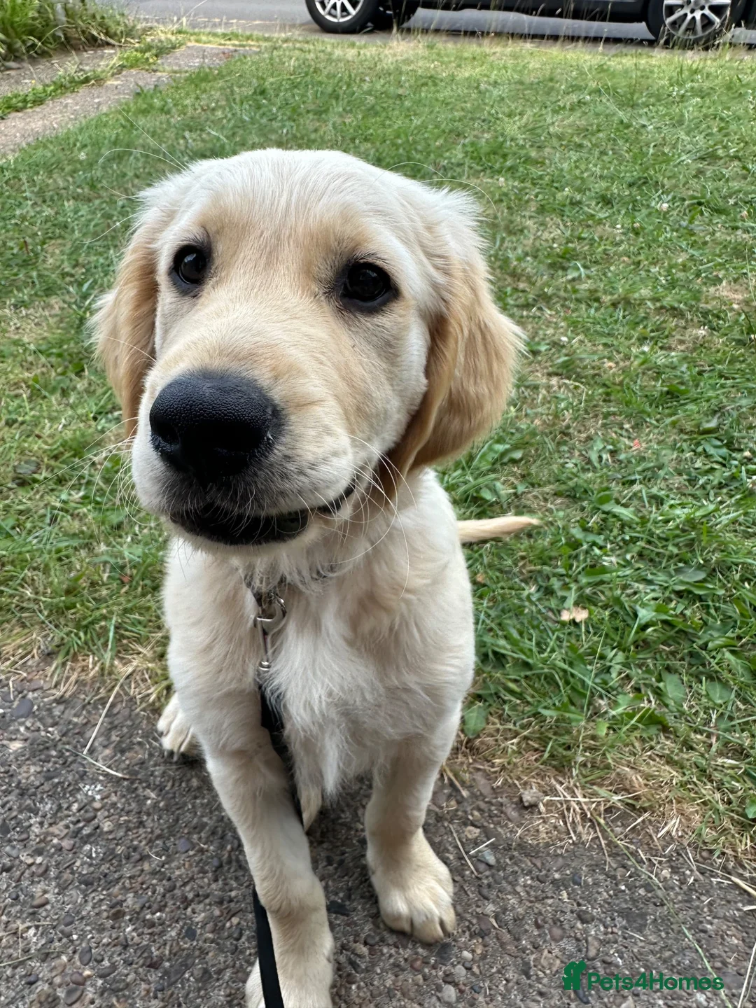 Golden Retriever dogs for sale: 11 Weeks Old Golden Retriever Boy - Advert 2
