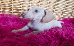 Miniature Dachshund dogs for sale: STUNNING KC pups. READY NOW. REDUCED  - Image 5