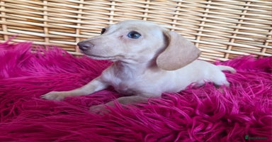 Miniature Dachshund dogs - Advert 5