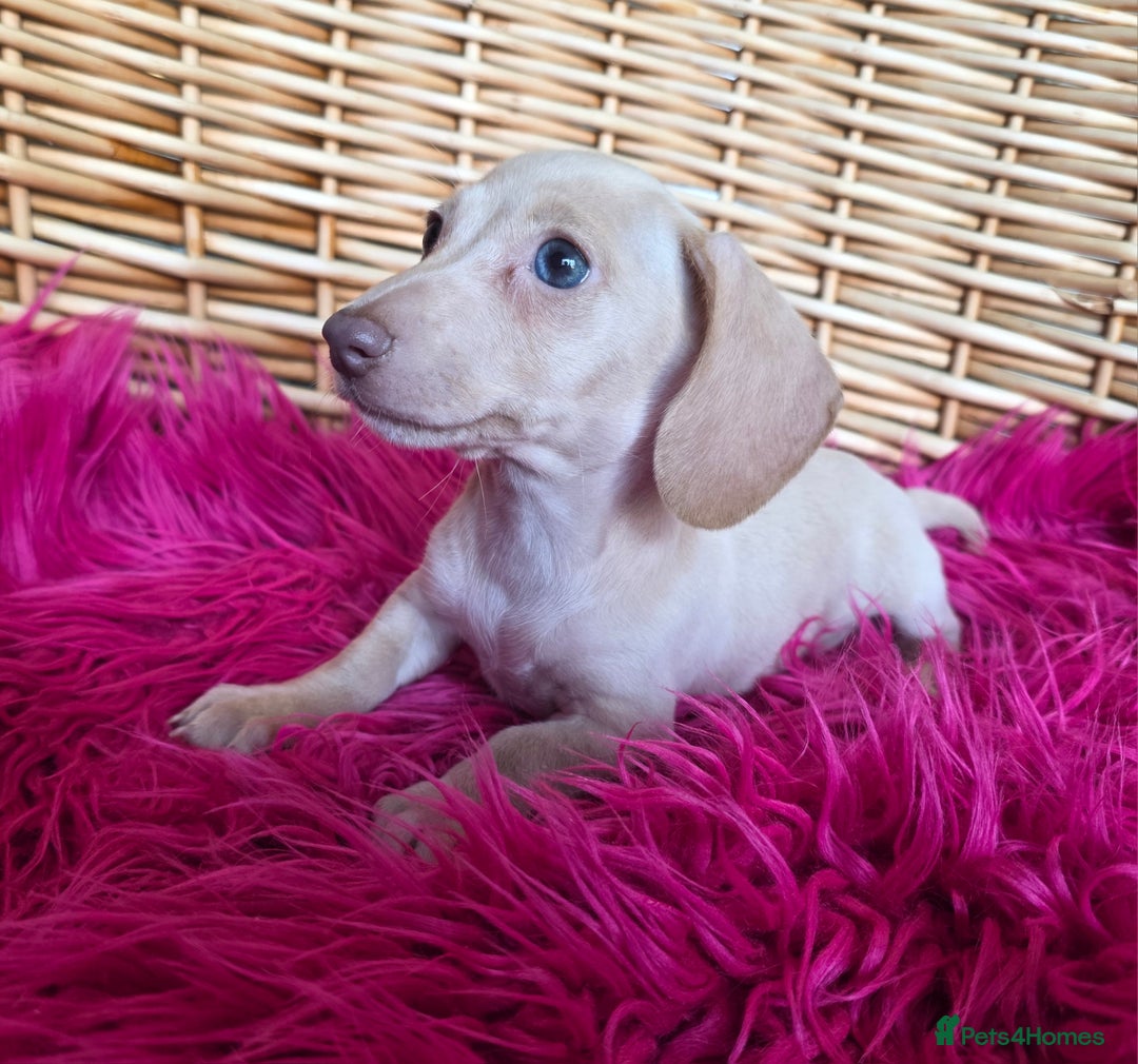 Miniature Dachshund dogs for sale: STUNNING KC pups. READY NOW. REDUCED  - Image 5