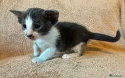 Oriental cats for sale: Gorgeous GCCF reg Orientals For Sale  - Image 3