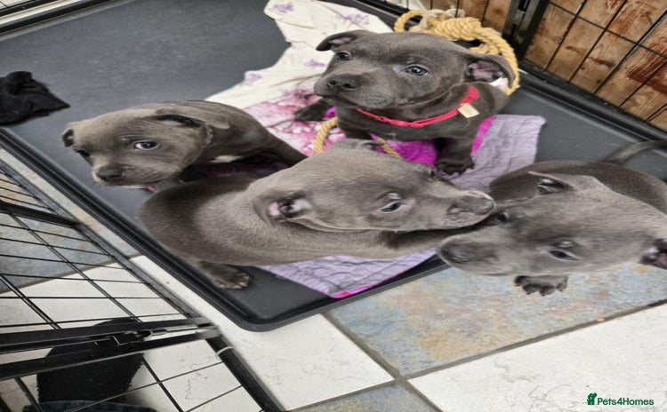 Staffordshire Bull Terrier dogs - Advert 2