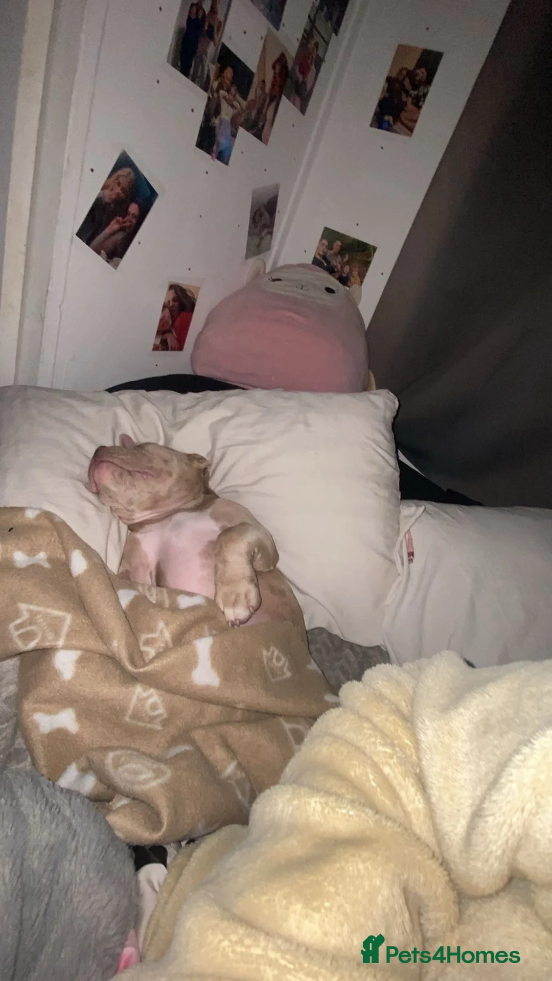 American Bully dogs for sale: Male Pocket Bully in Saint Leonards-on-sea - Advert 2