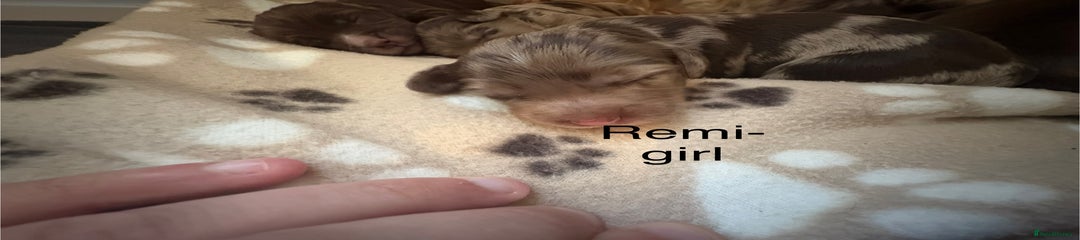 remi