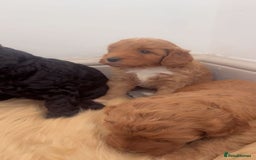 Cockapoo dogs for sale: Beautiful cockapoo for sale  - Image 3