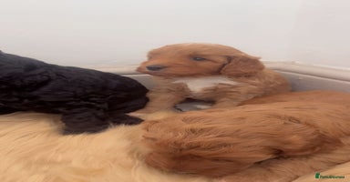 Cockapoo dogs - Advert 2