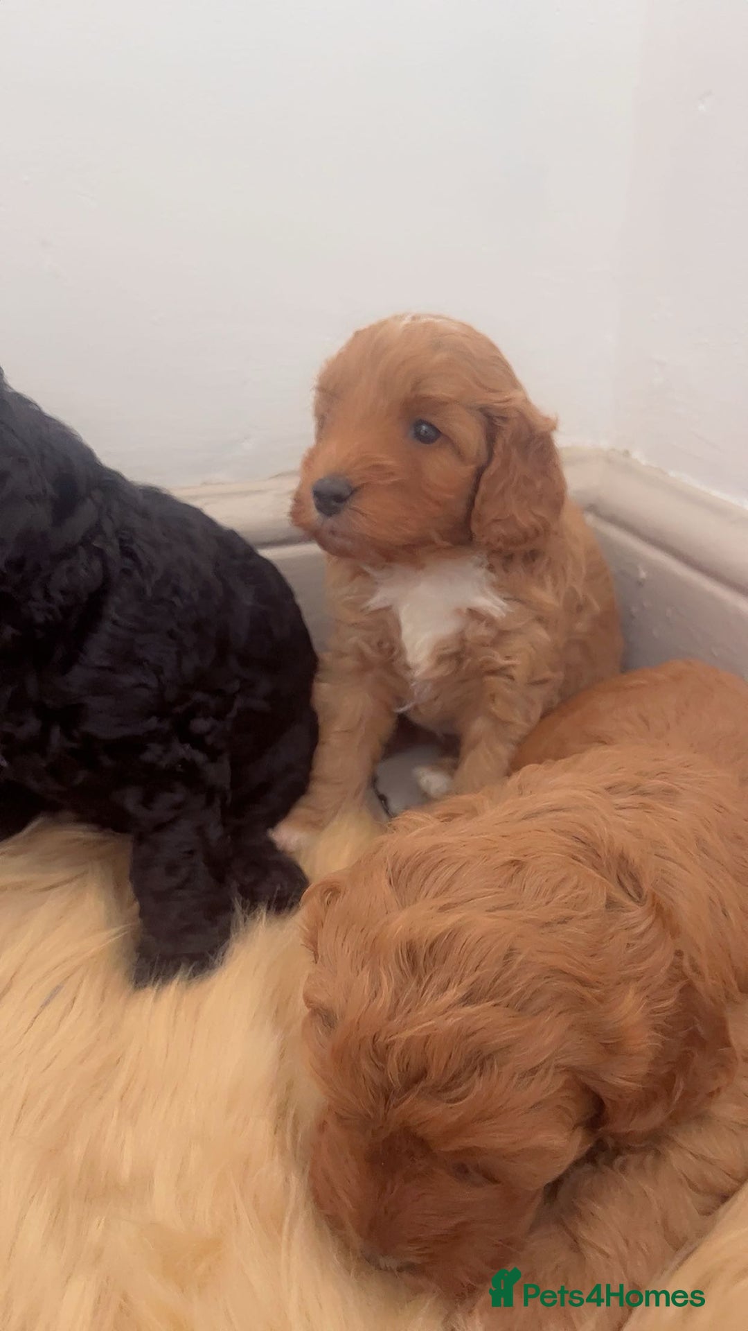 Cockapoo dogs for sale: Beautiful cockapoo for sale  - Image 3