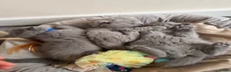 British Shorthair cats for sale: Stunning GCCF Reg. British Shorthair Kittens 🐾 - Advert 15
