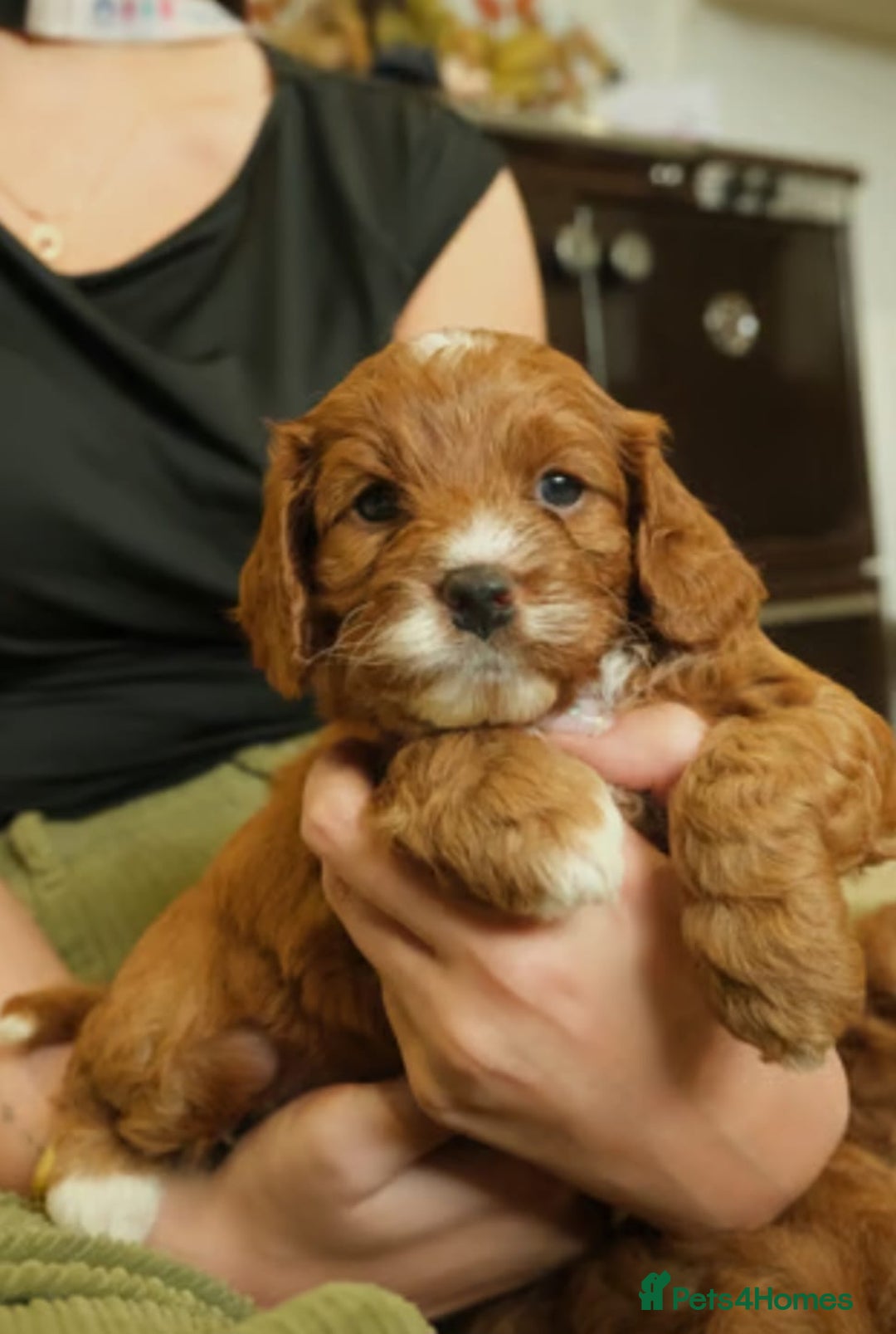 Cavapoo dogs for sale: Red cavapoo puppies - Image 3