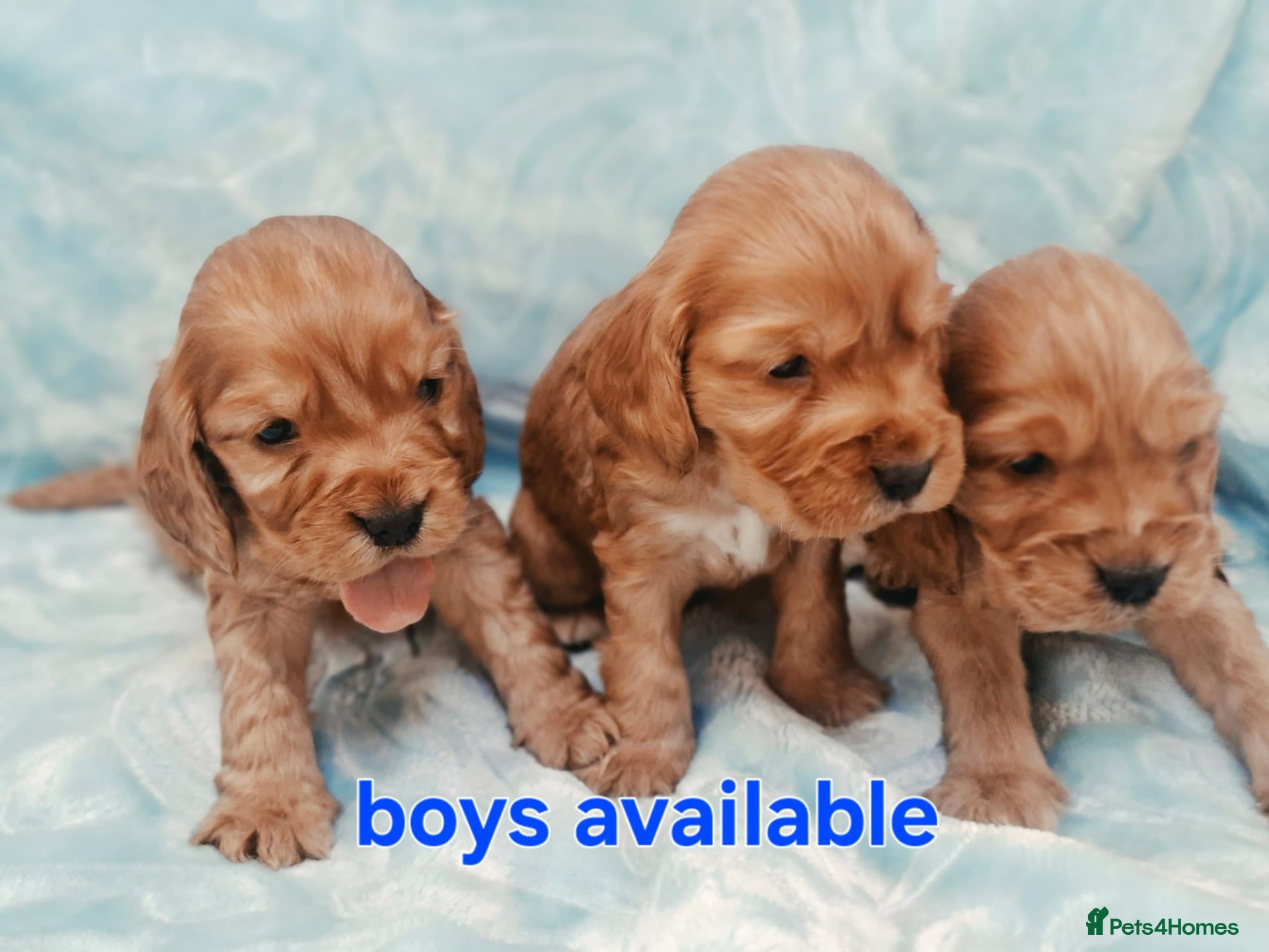 Cocker Spaniel dogs Cocker Spaniel puppies - Advert 6