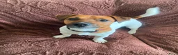 Jack Russell dogs for adoption: Jasper - Advert 2