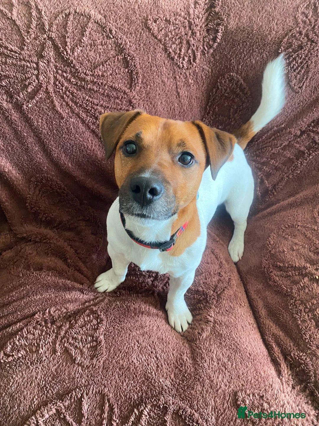 Jack Russell dogs for adoption: Jasper - Advert 2