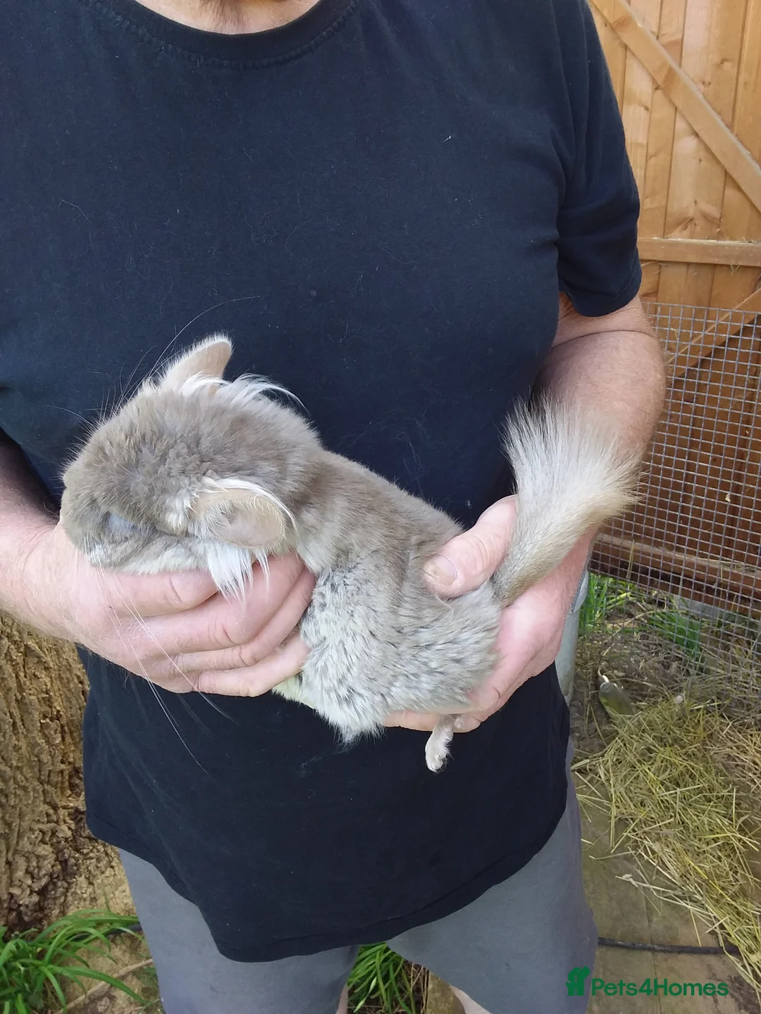 Chinchilla rodents for sale: Tan RPA - Advert 2