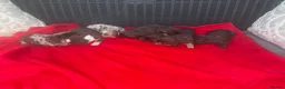 Mixed Breed dogs for sale: CHI SPANIEL PUPPIES READY 5th SEP in Princes Risborough - Advert 3