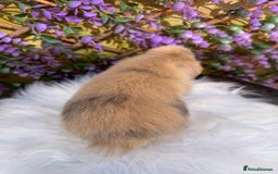 Mini Lop rabbits for sale: Pure Bred Mini lops  - Image 5