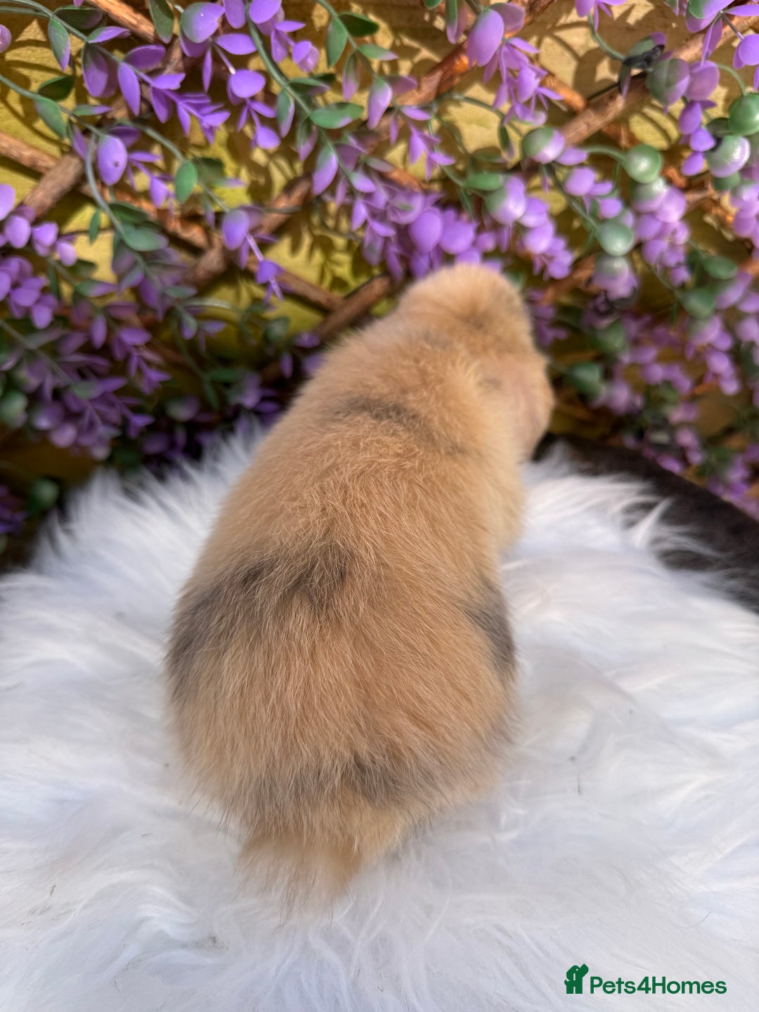 Mini Lop rabbits for sale: Pure Bred Mini lops  - Image 5