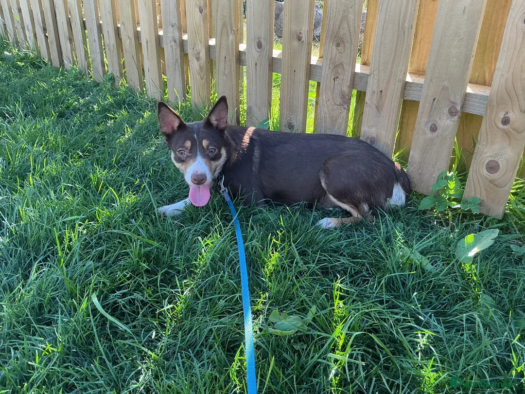 Border Collie dogs for sale: Beautiful Border Collies  - Advert 2