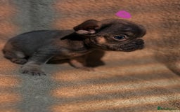 French Bulldog dogs for sale: Beautiful French bulldog puppies  - Image 9