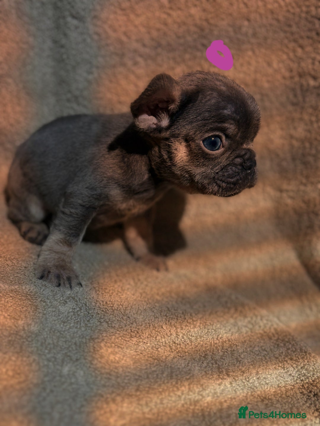 French Bulldog dogs for sale: Beautiful French bulldog puppies  - Image 9