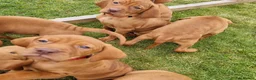 Hungarian Vizsla dogs for sale: Stunning Working Bred KC Hungarian Vizsla puppies  - Advert 9