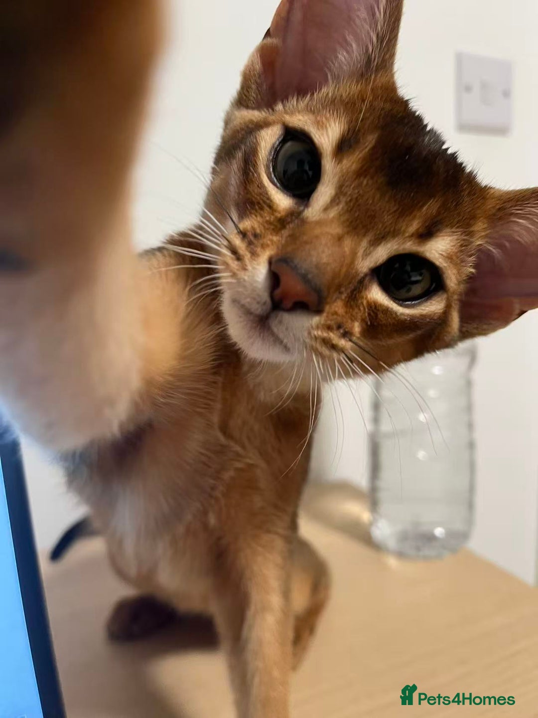 Abyssinian cats for sale: Sweet, Affectionate Abyssinian, Waiting for You - Advert 4