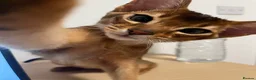 Abyssinian cats for sale: Sweet, Affectionate Abyssinian, Waiting for You - Advert 4