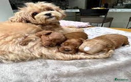 Maltipoo dogs for sale: Beautiful Maltipoo puppies for sale  - Image 7