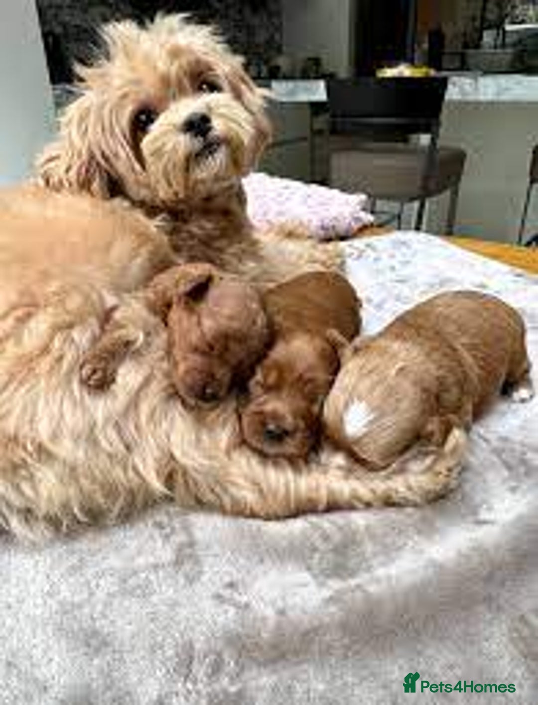 Maltipoo dogs for sale: Beautiful Maltipoo puppies for sale  - Image 7